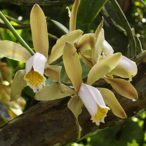 Descubra a Beleza Exótica da Orquídea Cattleya