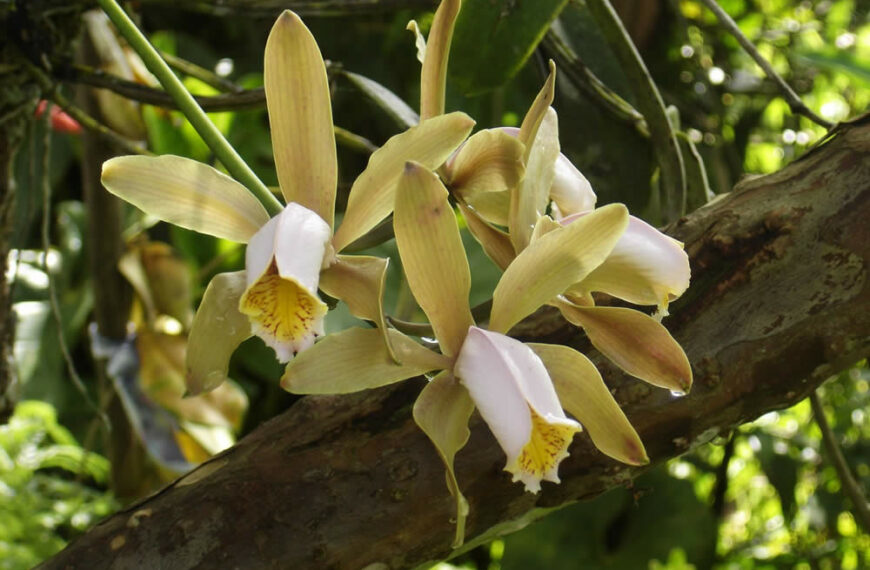 Orquídea Catlleya