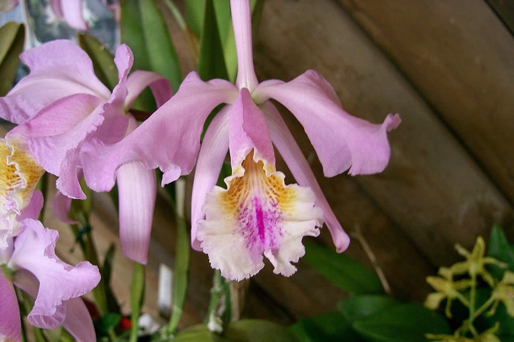 Orquídea Catlleya Mossiae