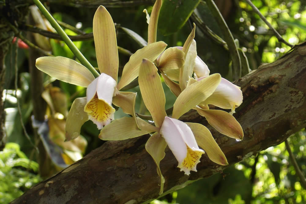 Orquídea Catlleya