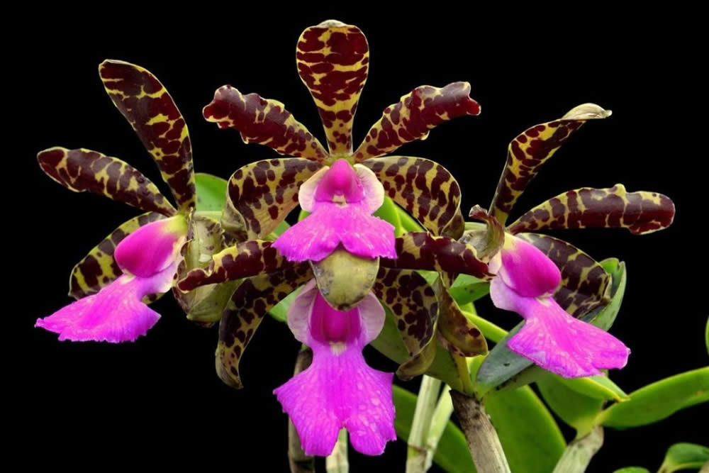 Orquídea Cattleya Aclandiae