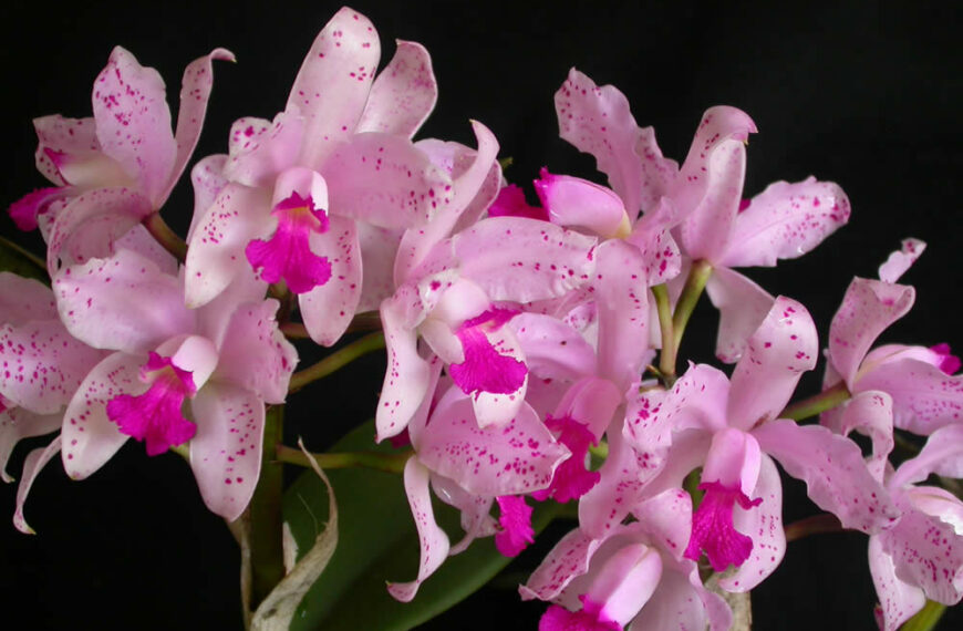 Orquídea Cattleya Amethystoglossa