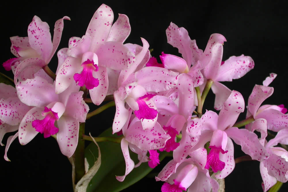 Orquídea Cattleya Amethystoglossa