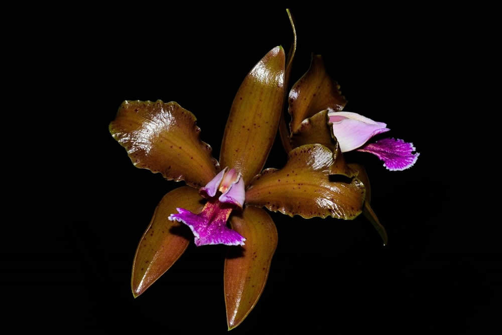 Orquídea Cattleya Granulosa