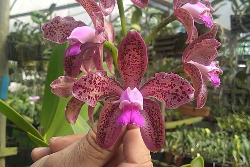 Orquídea Cattleya Guttata