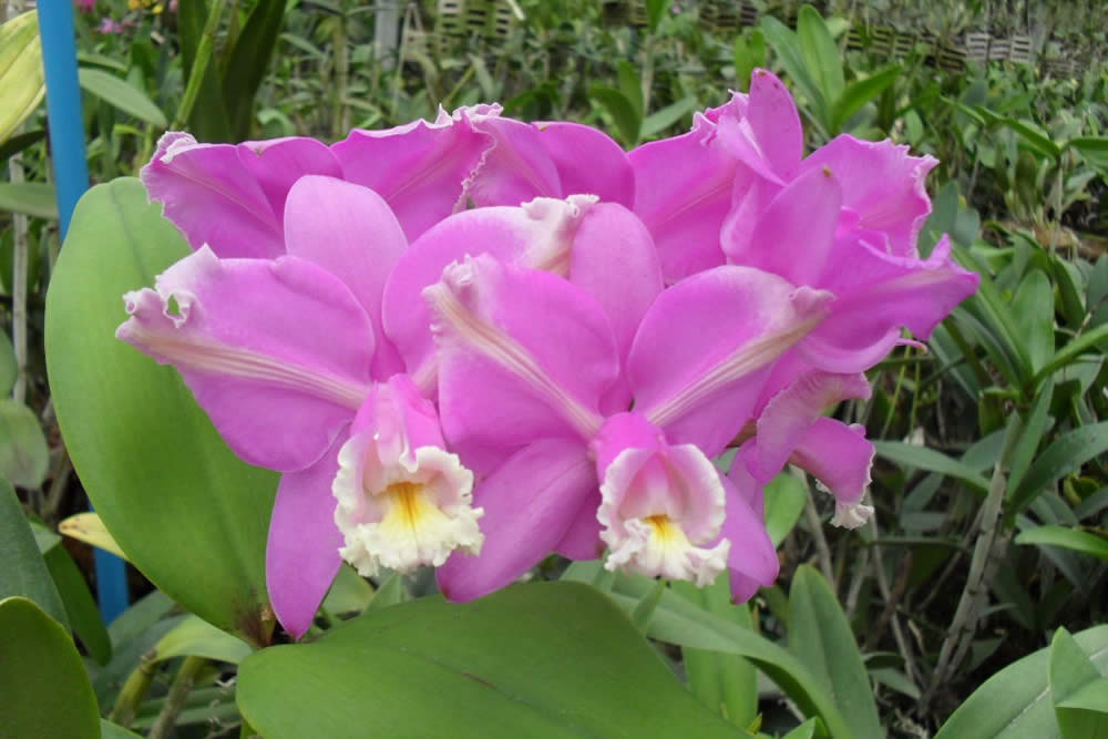 Orquídea Cattleya Harrisoniana