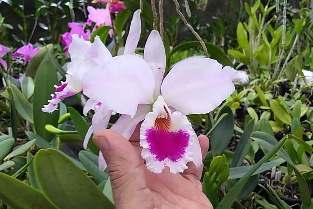 Orquídea Cattleya Labiata