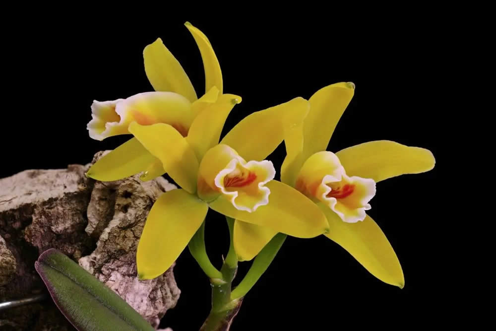 Orquídea Cattleya Luteola