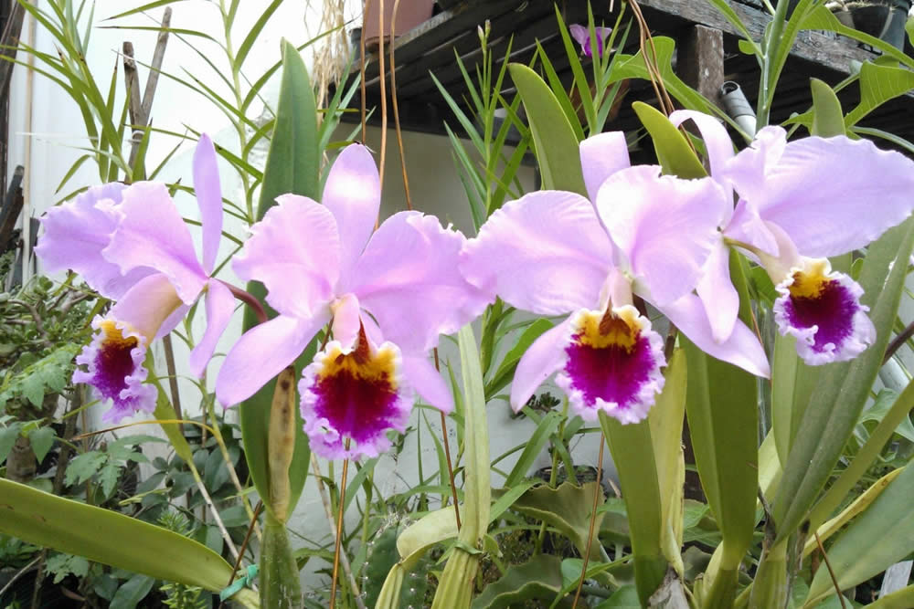 Orquídea Cattleya Percivaliana