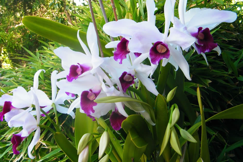 Orquídea Cattleya Purpurata