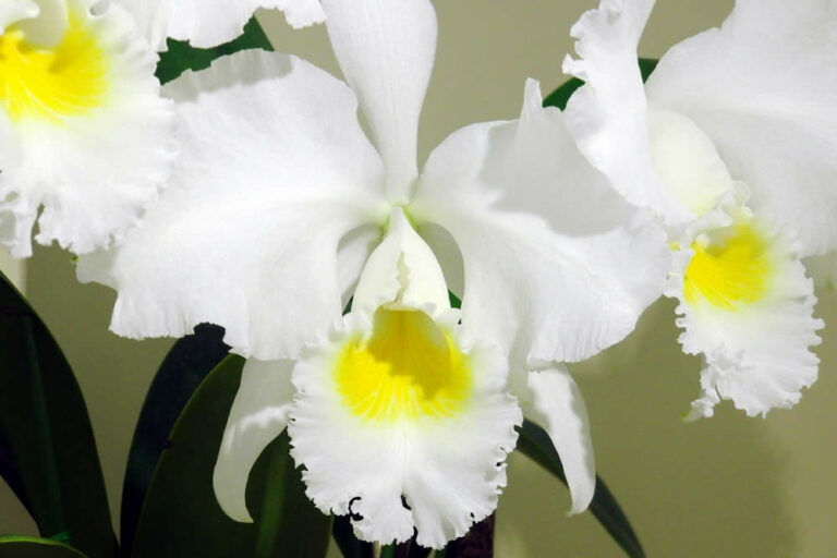 Orquídea Cattleya Trianae – O Botânico