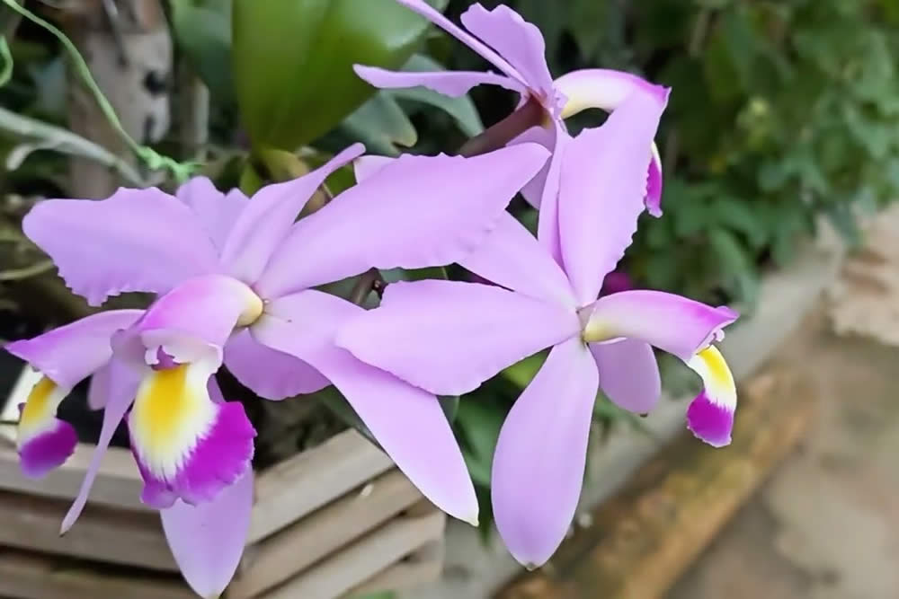 Orquídea Cattleya Violacea