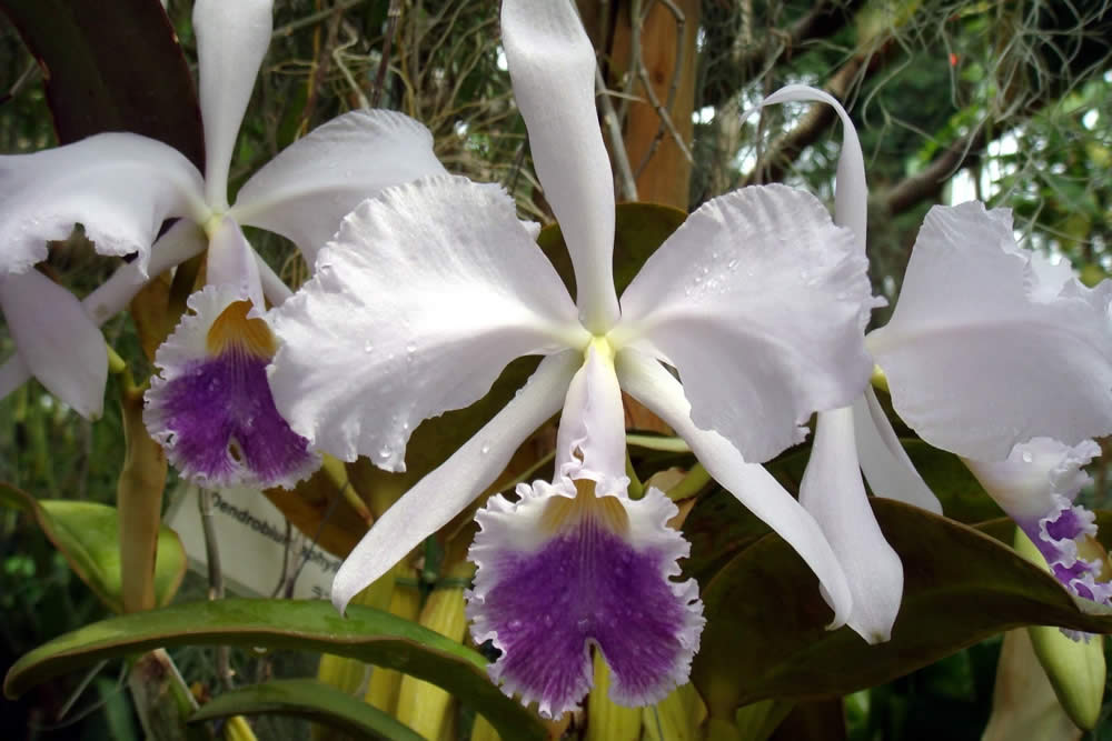 Orquídea Cattleya Warneri