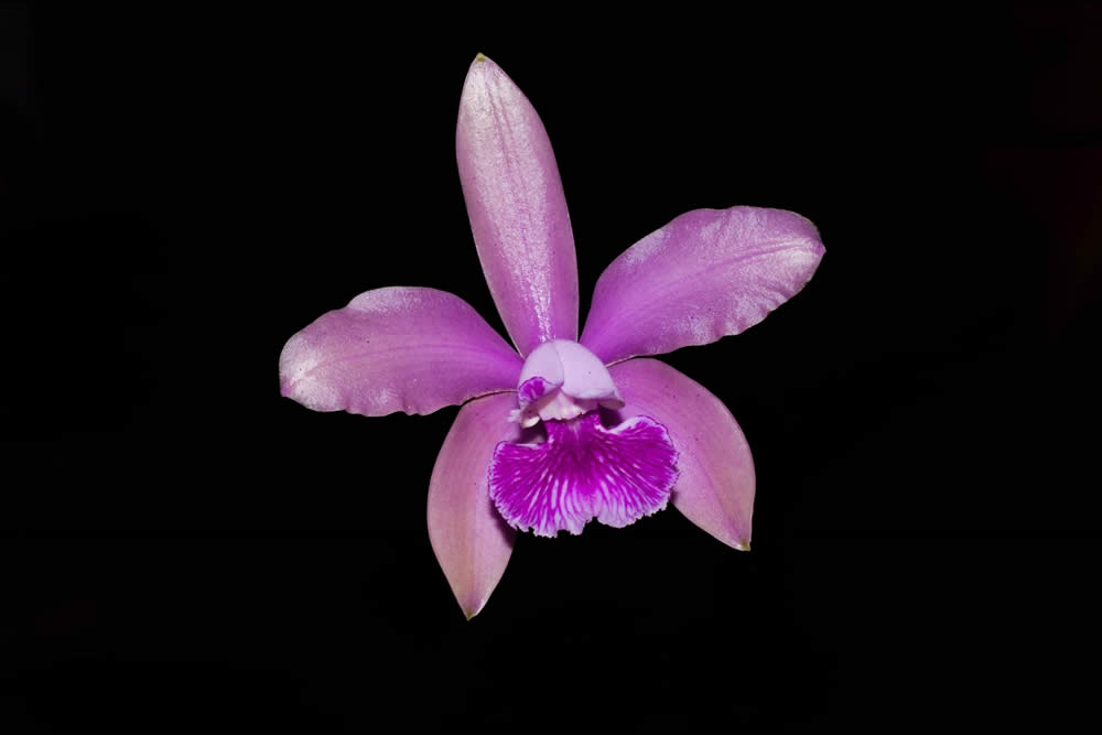 Orquídea Cattleya intermedia