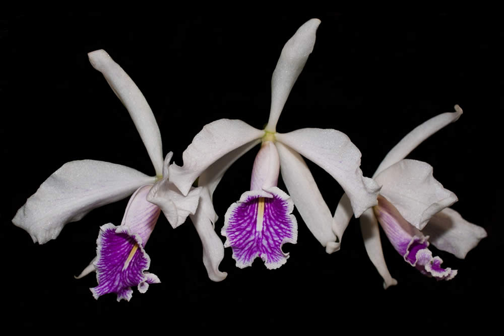 Orquídea Cattleya Maxima