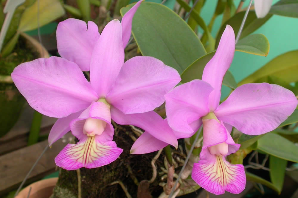 Orquídea Cattleya nobilior