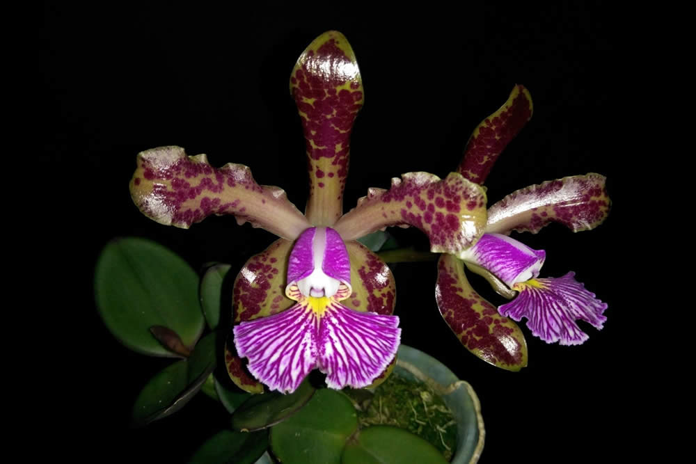 Orquídea Cattleya schilleriana