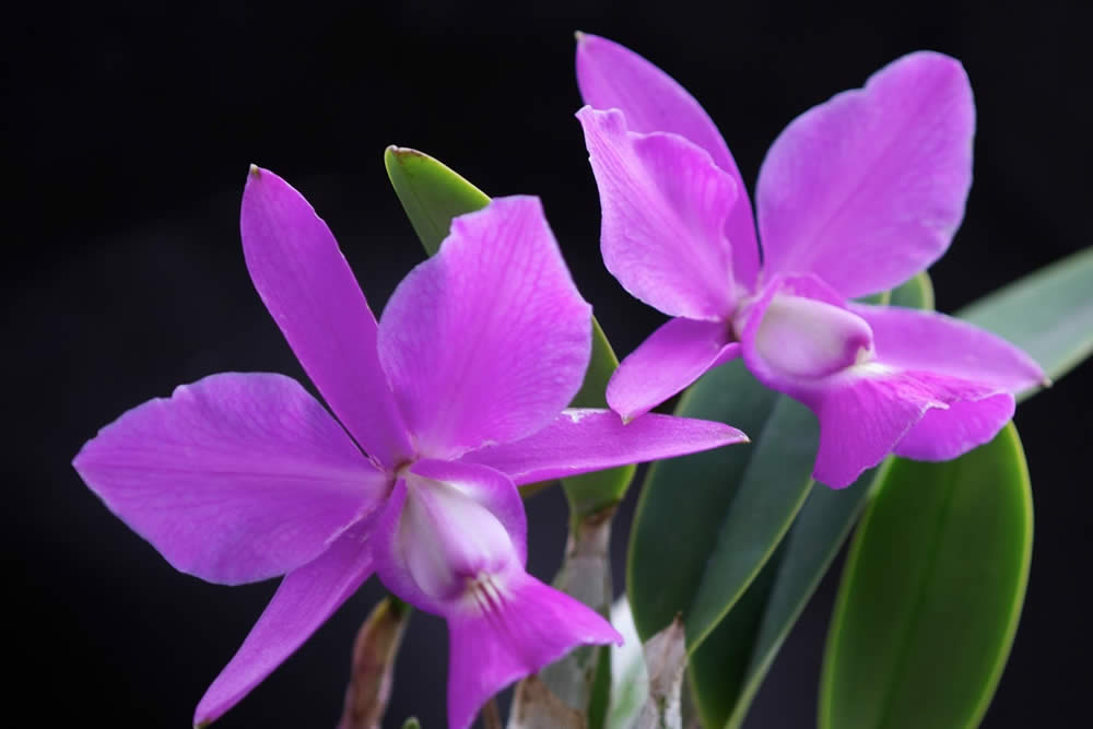 Orquídea Cattleya walkeriana