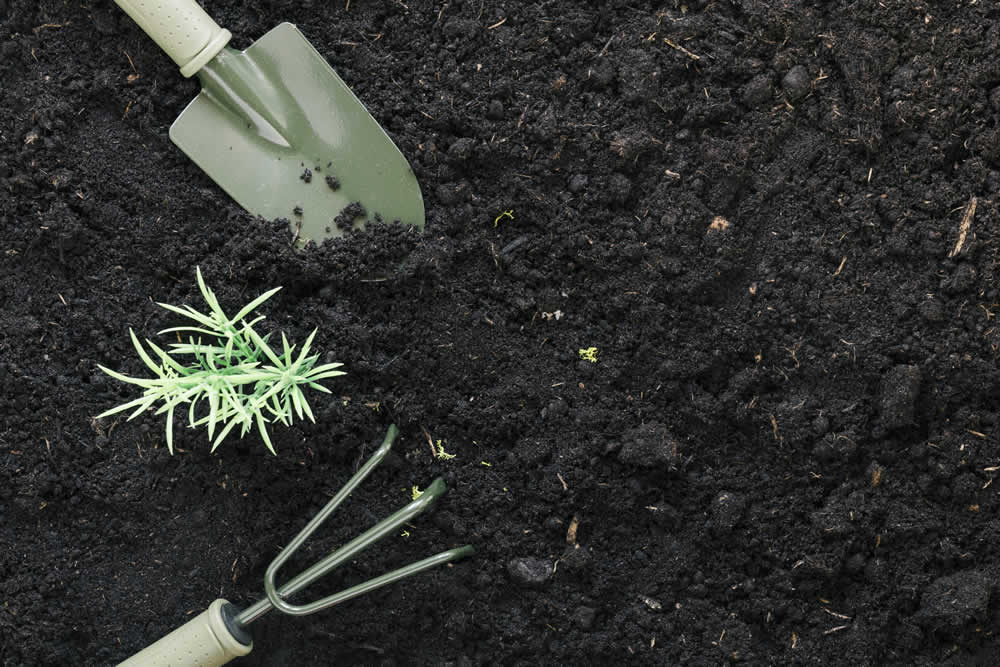 O que é bom para planta suculenta crescer