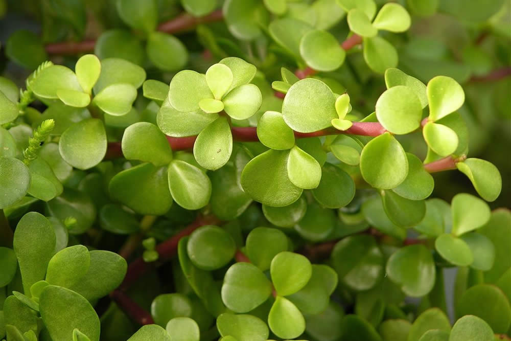 Suculenta Portulacaria Afra