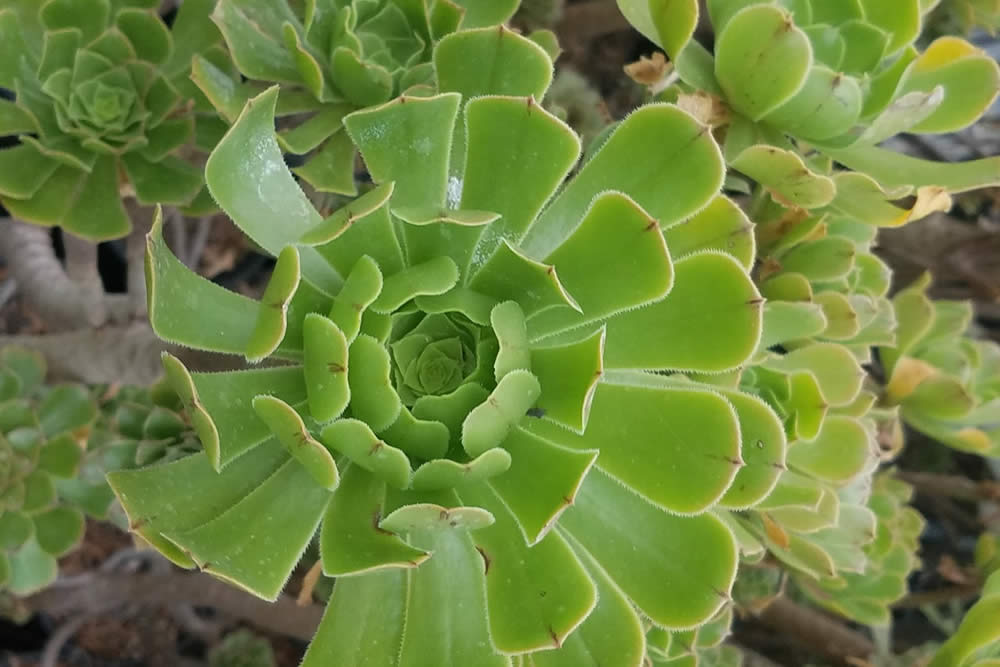 Suculenta Aeonium Arboreum