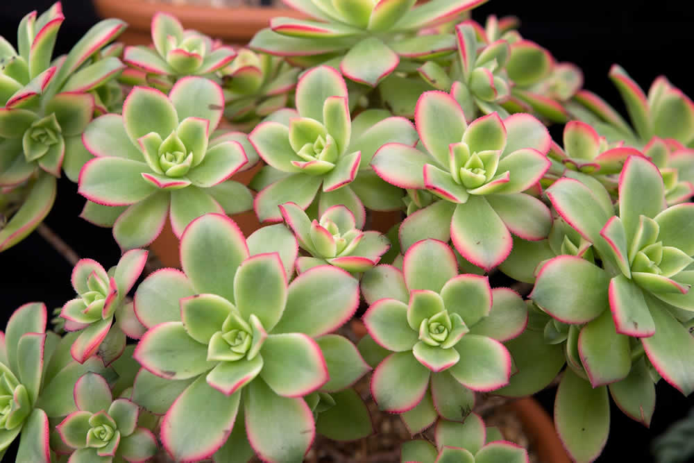 Suculenta Aeonium Haworthii - Aeonium Kiwi