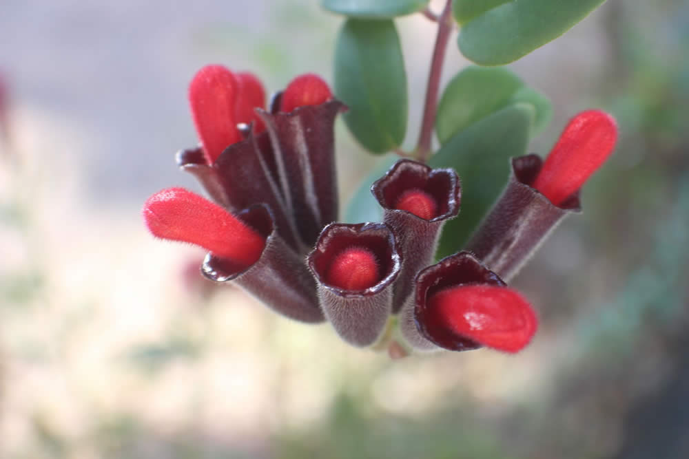 Suculenta Aeschynanthus Radicans - Flor Batom