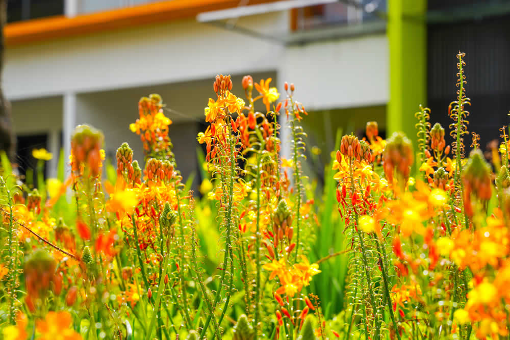 Suculenta Bulbine Frutescens