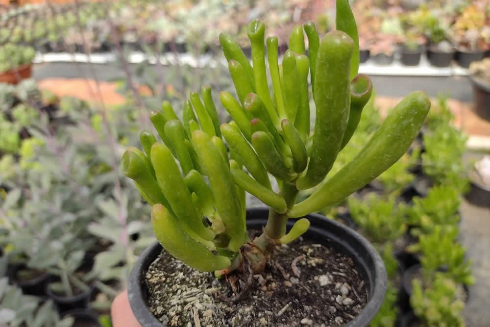 Suculenta Crassula Ovata - Planta Jade