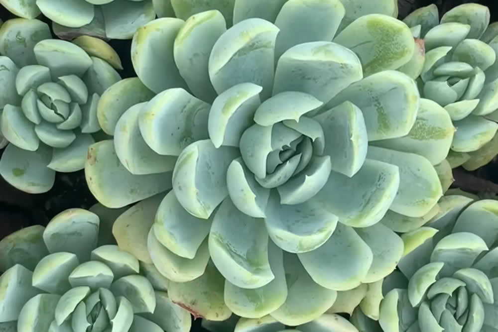 Suculenta Echeveria Elegans - Bola de Neve Mexicana