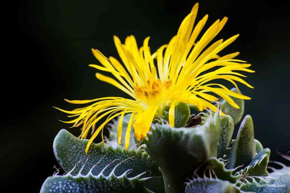 Suculenta Faucaria Tigrina - Mandíbula de Tigre