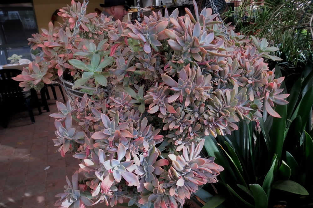 Suculenta Graptoveria Fred Ives