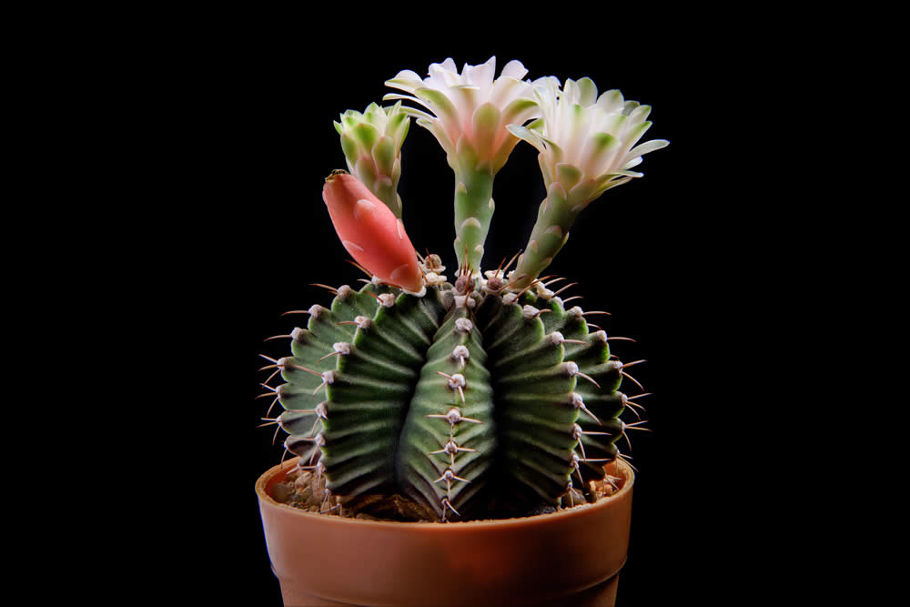 Suculenta Gymnocalycium Mihanovichii