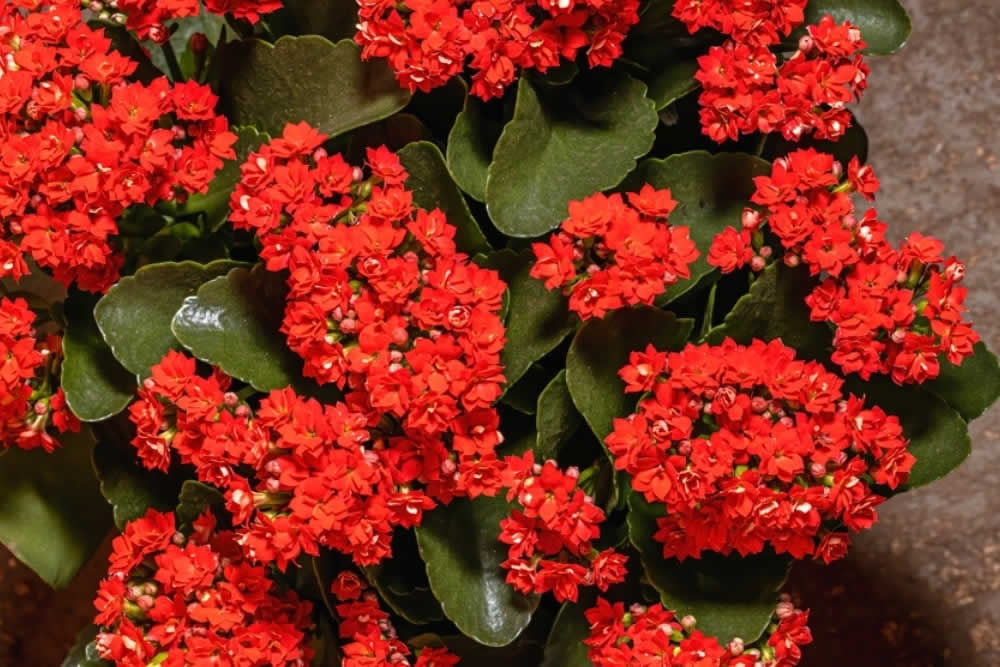 Suculenta Kalanchoe Blossfeldiana - Calanchoê