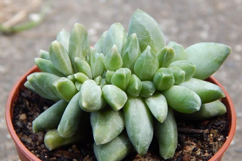 Suculenta Pachyphytum Compactum – Planta Diamante