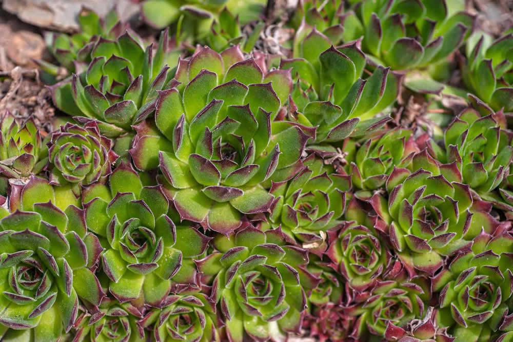 Suculenta Sempervivum Tectorum