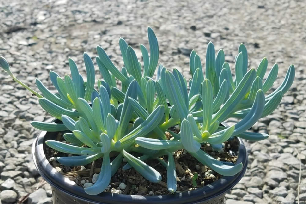 Suculenta Senecio Serpens